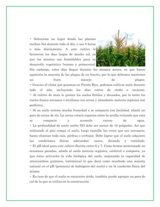 • Seleccione un lugar donde las plantas
reciban Sol durante todo el día, o sea 8 horas
o     más    diariamente.   A     este   cultivo    le
favorecen los días largos de mucho sol, ya
que los mismos son formidables para su
desarrollo vegetativo (verano y primavera).
Sin embargo, estos días llegan durante los mismos meses, en que hacen
aparición la mayoría de las plagas de un huerto, por lo que debemos mantener
un                   buen                  manejo                  de                  plagas.
• Gracias al clima que gozamos en Puerto Rico, podemos cultivar maíz durante
todo    el    año,    incluyendo     los     días    cortos   de    otoño        e    invierno.
• Al cultivo de maíz le gustan los suelos fértiles y drenados, por lo tanto los
suelos franco arenosos o arcillosos con arena y abundante materia orgánica son
perfectos.
• Si su suelo retiene mucha humedad o se compacta con facilidad, añada un
poco de arena de río. La arena creará espacios entre la arcilla evitando que esta
se           compacte         y          acumule          exceso            de           agua.
• La profundidad de suelo suelto NO debe ser menor de 18 pulgadas. Así que
utilizando el pico rompa el suelo, luego rastrille las veces que sea necesario,
hasta eliminar toda raíz, piedras o yerbajos. Debe lograr que el suelo adquiera
las     condiciones     físicas    adecuadas:       suave,    drenado       y        ventilado.
• El pH ideal para este cultivo fluctúa entre 6 y 7. Como hemos mencionado en
ocasiones pasadas, añada al suelo materia orgánica, estiércol o composta, ya
que éstos activarán la vida biológica del suelo, mejorando la capacidad de
intercambios químicos, (catiónicos) lo que dará como resultado una mejoría
natural en el pH (potencial de hidrógeno del suelo) y en la condición física del
mismo.
• En caso de que el suelo se encuentre ácido, también puede agregar un poco de
cal de la que se utiliza en la construcción.
 
