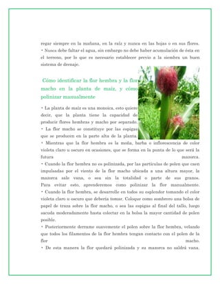 regar siempre en la mañana, en la raíz y nunca en las hojas o en sus flores.
• Nunca debe faltar el agua, sin embargo no debe haber acumulación de ésta en
el terreno, por lo que es necesario establecer previo a la siembra un buen
sistema de drenaje.


Cómo identificar la flor hembra y la flor
macho en la planta de maíz, y cómo
polinizar manualmente

• La planta de maíz es una monoica, esto quiere
decir, que la planta tiene la capacidad de
producir flores hembras y macho por separado.
• La flor macho se constituye por las espigas
que se producen en la parte alta de la planta.
• Mientras que la flor hembra es la moña, barba o inflorescencia de color
violeta claro u oscuro en ocasiones, que se forma en la punta de lo que será la
futura                                                                mazorca.
• Cuando la flor hembra no es polinizada, por las partículas de polen que caen
impulsadas por el viento de la flor macho ubicada a una altura mayor, la
mazorca sale vana, o sea sin la totalidad o parte de sus granos.
Para evitar esto, aprenderemos como polinizar la flor manualmente.
• Cuando la flor hembra, se desarrolle en todos su esplendor tomando el color
violeta claro u oscuro que debería tomar. Coloque como sombrero una bolsa de
papel de traza sobre la flor macho, o sea las espigas al final del tallo, luego
sacuda moderadamente hasta colectar en la bolsa la mayor cantidad de polen
posible.
• Posteriormente derrame suavemente el polen sobre la flor hembra, velando
que todos los filamentos de la flor hembra tengan contacto con el polen de la
flor                                                                    macho.
• De esta manera la flor quedará polinizada y su mazorca no saldrá vana.
 