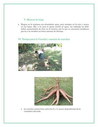 V. Manera de riego

  Riegue en la mañana con abundante agua, pero siempre en la raíz y nunca
  en las hojas. Ojo, a la yuca le gusta mucho el agua, sin embargo no debe
  haber acumulación de ésta en el terreno, por lo que es necesario establecer
  previo a la siembra un buen sistema de drenaje.



VI. Tiempo para la Cosecha y manera de cosechar




     La cosecha estará lista entre los 9 y 11 meses dependiendo de la
     variedad cultivada.
 
