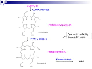 CORPO III
Protoporphyrinogen IX
COPRO oxidase
PROTO oxidase
Protoporphyrin IX
Ferrochelatase
Heme
Poor water-solubility
Excreted in feces
 