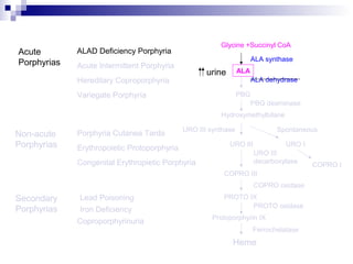 Acute
Porphyrias Acute Intermittent Porphyria
Variegate Porphyria
Hereditary Coproporphyria
Porphyria Cutanea Tarda
Congenital Erythropietic Porphyria
Non-acute
Porphyrias
ALAD Deficiency Porphyria
Secondary
Porphyrias
Lead Poisoning
Iron Deficiency
Coproporphyrinuria
Glycine +Succinyl CoA
ALA synthase
ALA
ALA dehydrase
PBG
PBG deaminase
Hydroxymethylbilane
URO III URO I
URO III synthase Spontaneous
COPRO III
COPRO I
PROTO IX
COPRO oxidase
URO III
decarboxylase
PROTO oxidase
Protoporphyrin IX
Ferrochelatase
Heme
urine
Erythropoietic Protoporphyria
 