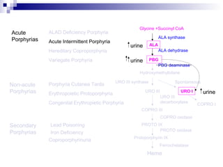 Acute
Porphyrias Acute Intermittent Porphyria
Variegate Porphyria
Hereditary Coproporphyria
Porphyria Cutanea Tarda
Congenital Erythropietic Porphyria
Non-acute
Porphyrias
ALAD Deficiency Porphyria
Secondary
Porphyrias
Lead Poisoning
Iron Deficiency
Coproporphyrinuria
Glycine +Succinyl CoA
ALA synthase
ALA
ALA dehydrase
PBG
PBG deaminase
Hydroxymethylbilane
URO III URO I
URO III synthase Spontaneous
COPRO III
COPRO I
PROTO IX
COPRO oxidase
URO III
decarboxylase
PROTO oxidase
Protoporphyrin IX
Ferrochelatase
Heme
urine
urine
Erythropoietic Protoporphyria urine
 