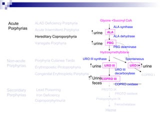 Acute
Porphyrias Acute Intermittent Porphyria
Variegate Porphyria
Hereditary Coproporphyria
Porphyria Cutanea Tarda
Congenital Erythropietic Porphyria
Non-acute
Porphyrias
ALAD Deficiency Porphyria
Secondary
Porphyrias
Lead Poisoning
Iron Deficiency
Coproporphyrinuria
Glycine +Succinyl CoA
ALA synthase
ALA
ALA dehydrase
PBG
PBG deaminase
Hydroxymethylbilane
URO III URO I
URO III synthase Spontaneous
COPRO III
COPRO I
PROTO IX
COPRO oxidase
URO III
decarboxylase
PROTO oxidase
Protoporphyrin IX
Ferrochelatase
Heme
urine
urine
Erythropoietic Protoporphyria urine
Urine
feces
urine
 