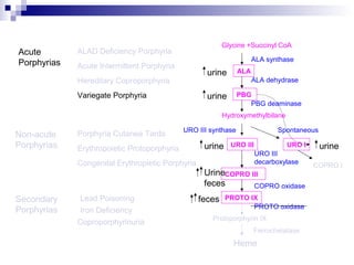 Acute
Porphyrias Acute Intermittent Porphyria
Variegate Porphyria
Hereditary Coproporphyria
Porphyria Cutanea Tarda
Congenital Erythropietic Porphyria
Non-acute
Porphyrias
ALAD Deficiency Porphyria
Secondary
Porphyrias
Lead Poisoning
Iron Deficiency
Coproporphyrinuria
Glycine +Succinyl CoA
ALA synthase
ALA
ALA dehydrase
PBG
PBG deaminase
Hydroxymethylbilane
URO III URO I
URO III synthase Spontaneous
COPRO III
COPRO I
PROTO IX
COPRO oxidase
URO III
decarboxylase
PROTO oxidase
Protoporphyrin IX
Ferrochelatase
Heme
urine
urine
Erythropoietic Protoporphyria urine
Urine
feces
feces
urine
 