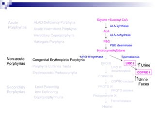 Acute
Porphyrias Acute Intermittent Porphyria
Variegate Porphyria
Hereditary Coproporphyria
Porphyria Cutanea Tarda
Congenital Erythropietic PorphyriaNon-acute
Porphyrias
ALAD Deficiency Porphyria
Secondary
Porphyrias
Lead Poisoning
Iron Deficiency
Coproporphyrinuria
Glycine +Succinyl CoA
ALA synthase
ALA
ALA dehydrase
PBG
PBG deaminase
Hydroxymethylbilane
URO III URO I
URO III synthase Spontaneous
COPRO III
COPRO I
PROTO IX
COPRO oxidase
URO III
decarboxylase
PROTO oxidase
Protoporphyrin IX
Ferrochelatase
Heme
Erythropoietic Protoporphyria
Urine
Urine
Feces
 