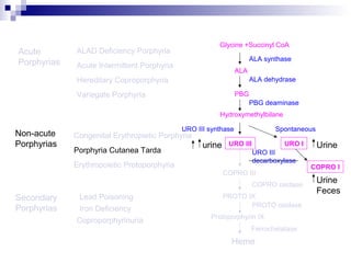 Acute
Porphyrias Acute Intermittent Porphyria
Variegate Porphyria
Hereditary Coproporphyria
Porphyria Cutanea Tarda
Congenital Erythropietic PorphyriaNon-acute
Porphyrias
ALAD Deficiency Porphyria
Secondary
Porphyrias
Lead Poisoning
Iron Deficiency
Coproporphyrinuria
Glycine +Succinyl CoA
ALA synthase
ALA
ALA dehydrase
PBG
PBG deaminase
Hydroxymethylbilane
URO III URO I
URO III synthase Spontaneous
COPRO III
COPRO I
PROTO IX
COPRO oxidase
URO III
decarboxylase
PROTO oxidase
Protoporphyrin IX
Ferrochelatase
Heme
Erythropoietic Protoporphyria
urine Urine
Urine
Feces
 