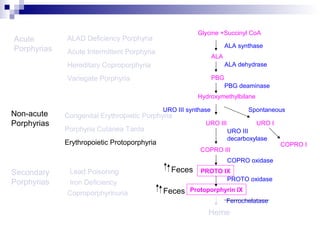 Acute
Porphyrias Acute Intermittent Porphyria
Variegate Porphyria
Hereditary Coproporphyria
Porphyria Cutanea Tarda
Congenital Erythropietic PorphyriaNon-acute
Porphyrias
ALAD Deficiency Porphyria
Secondary
Porphyrias
Lead Poisoning
Iron Deficiency
Coproporphyrinuria
Glycine +Succinyl CoA
ALA synthase
ALA
ALA dehydrase
PBG
PBG deaminase
Hydroxymethylbilane
URO III URO I
URO III synthase Spontaneous
COPRO III
COPRO I
PROTO IX
COPRO oxidase
URO III
decarboxylase
PROTO oxidase
Protoporphyrin IX
Ferrochelatase
Heme
Erythropoietic Protoporphyria
Feces
Feces
 