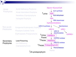 Acute
Porphyrias Acute Intermittent Porphyria
Variegate Porphyria
Hereditary Coproporphyria
Porphyria Cutanea Tarda
Congenital Erythropietic PorphyriaNon-acute
Porphyrias
ALAD Deficiency Porphyria
Secondary
Porphyrias
Lead Poisoning
Iron Deficiency
Coproporphyrinuria
Glycine +Succinyl CoA
ALA synthase
ALA
ALA dehydrase
PBG
PBG deaminase
Hydroxymethylbilane
URO III URO I
URO III synthase Spontaneous
COPRO III
COPRO I
PROTO IX
COPRO oxidase
URO III
decarboxylase
PROTO oxidase
Protoporphyrin IX
Ferrochelatase
Heme
Erythropoietic Protoporphyria
Feces
Feces
urine
Urine
Feces
Zn-protoporphyrin
 