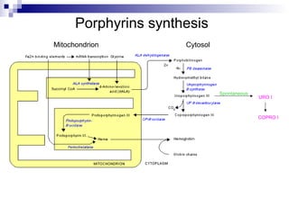 Porphyrins synthesis
URO I
Spontaneous
COPRO I
Mitochondrion Cytosol
 