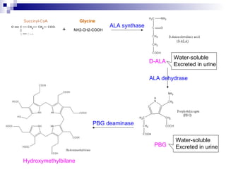ALA synthase
D-ALA
ALA dehydrase
PBG deaminase
Hydroxymethylbilane
NH2-CH2-COOH+
Glycine
PBG
Water-soluble
Excreted in urine
Water-soluble
Excreted in urine
 