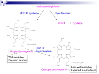 Hydroxymethylbilane
Uroporphyrinogen III
URO I
URO III synthase Spontaneous
Coproporphyrinogen III
COPRO I
URO III
decarboxylase
Less water-soluble
Excreted in urine/feces
Water-soluble
Excreted in urine
 