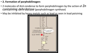 Porphyrin Metabolism | PPTX