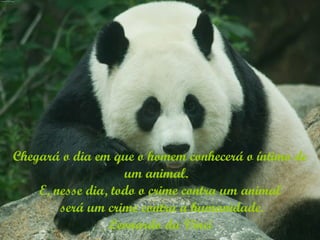 Chegará o dia em que o homem conhecerá o íntimo de um animal.  E, nesse dia, todo o crime contra um animal  será um crime contra a humanidade. Leonardo da Vinci 