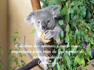 O destino dos animais é muito mais importante para mim do que o medo de parecer ridículo. Émile Zola 
