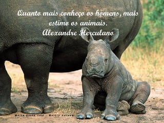 Quanto mais conheço os homens, mais estimo os animais. Alexandre Herculano 