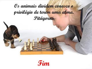 Os animais dividem conosco o privilégio de terem uma alma. Pitágoras Fim 