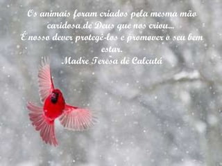 Os animais foram criados pela mesma mão caridosa de Deus que nos criou...  É nosso dever protegê-los e promover o seu bem estar. Madre Teresa de Calcutá 