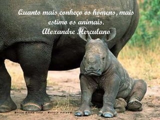 Quanto mais conheço os homens, mais estimo os animais. Alexandre Herculano 