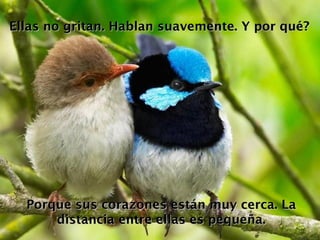 Ellas no gritan. Hablan suavemente. Y por qué? Porque sus corazones están muy cerca. La distancia entre ellas es pequeña. 