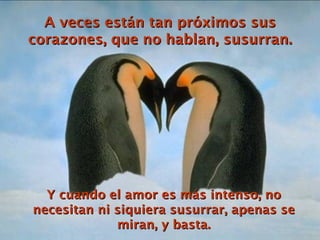 A veces están tan próximos sus corazones, que no hablan, susurran. Y cuando el amor es más intenso, no necesitan ni siquiera susurrar, apenas se miran, y basta. 