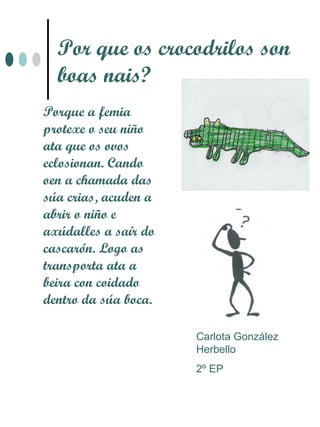 Por que os crocodrilos son
  boas nais?
Porque a femia
protexe o seu niño
ata que os ovos
eclosionan. Cando
oen a chamada das
súa crias, acuden a
abrir o niño e
axúdalles a saír do
cascarón. Logo as
transporta ata a
beira con coidado
dentro da súa boca.

                      Carlota González
                      Herbello
                      2º EP
 