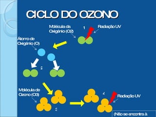 CICLO DO OZONO 1 4 3 2 (Não se encontra à escala) Molécula da Oxigénio (O2) Radiação UV Radiação UV Molécula de Ozono (O3) Átomo de Oxigénio (O) 
