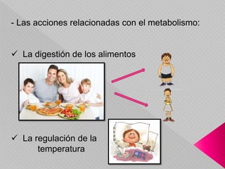 - Las acciones relacionadas con el metabolismo:
 La digestión de los alimentos
 La regulación de la
temperatura
 
