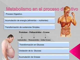 Acumulación de energía (alimentos – nutrientes)
Proceso Digestivo.
Transformación de sustancias Simples.
Transformación en Glucosa
Acumulación de Grasas
Oxidación de la Glucosa
 