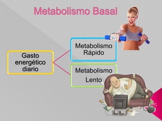 Gasto
energético
diario
Metabolismo
Rápido
Metabolismo
Lento
 