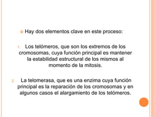  Hay dos elementos clave en este proceso: 
1. Los telómeros, que son los extremos de los 
cromosomas, cuya función principal es mantener 
la estabilidad estructural de los mismos al 
momento de la mitosis. 
2. La telomerasa, que es una enzima cuya función 
principal es la reparación de los cromosomas y en 
algunos casos el alargamiento de los telómeros. 
 