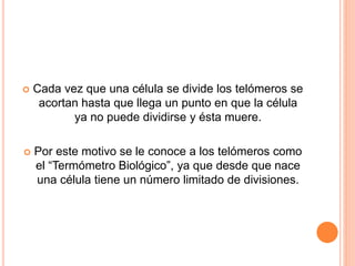  Cada vez que una célula se divide los telómeros se 
acortan hasta que llega un punto en que la célula 
ya no puede dividirse y ésta muere. 
 Por este motivo se le conoce a los telómeros como 
el “Termómetro Biológico”, ya que desde que nace 
una célula tiene un número limitado de divisiones. 
 
