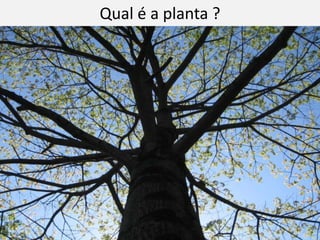 Qual é a planta ?
 