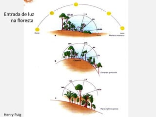 Henry Puig
Entrada de luz
na floresta
 