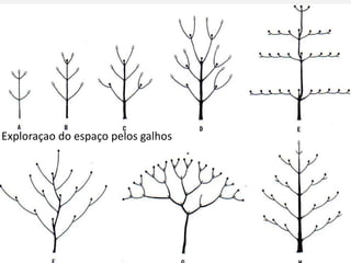 Exploraçao do espaço pelos galhos
 