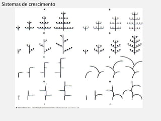 Sistemas de crescimento
 