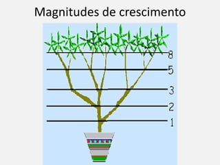 Magnitudes de crescimento
 
