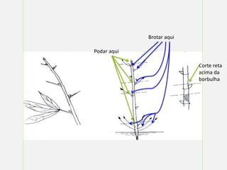 Podar aqui
Brotar aqui
Corte reta
acima da
borbulha
 