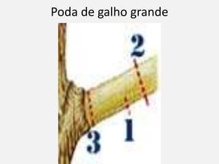 Poda de galho grande
 