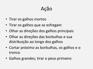 Ação
• Tirar os galhos mortos
• Tirar os galhos que se esfregam
• Olhar as direções dos galhos principais
• Olhar as direções das borbulhas e sua
distribuição ao longo dos galhos
• Cortar próximo as borbulhas, os galhos e o
tronco
• Galhos grandes; tirar o peso primeiro
 