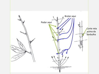 Podar aqui
Brotar aqui
Corte reta
acima da
borbulha
 
