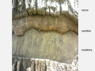 casca
cambio
madeira
 