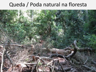 Queda / Poda natural na floresta
 