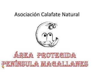 Asociación Calafate Natural Área  Protegida Península Magallanes 