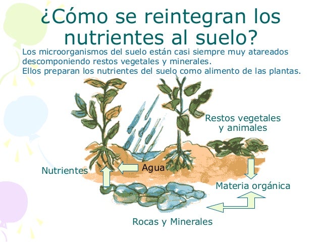 Como debe ser el cuidado del suelo