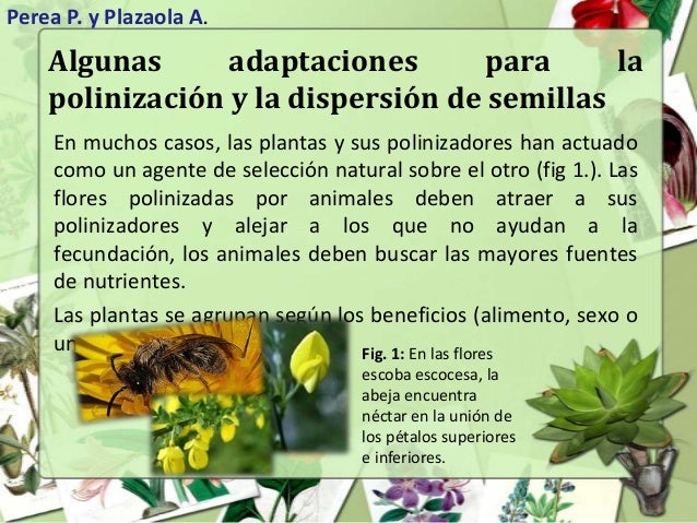 ¿Por qué es importante la polinización?