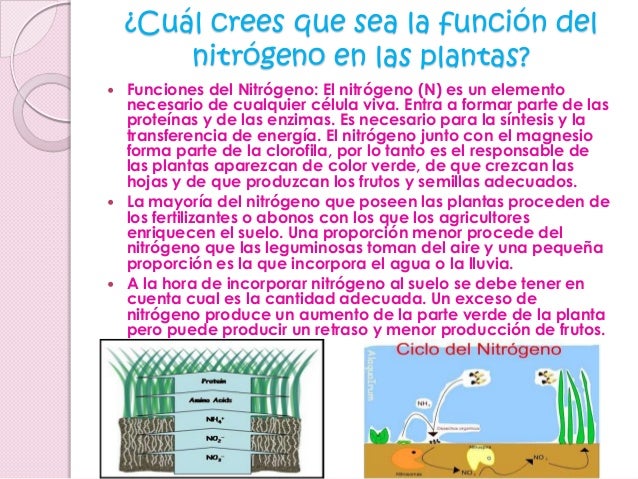 Porqué usamos fertilizantes y plaguicidas (4)