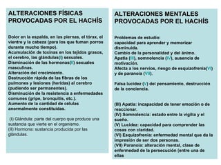 ALTERACIONES MENTALES PROVOCADAS POR EL HACHÍS Problemas de estudio:  capacidad para aprender y memorizar disminuida.  Cambio de la personalidad y del ánimo.  Apatía ( III ), somnolencia ( IV ), ausencia de motivación.  Afecta a los nervios, riesgo de esquizofrenia( VI ) y de paranoia ( VII ). Falsa lucidez ( V ) del pensamiento, destrucción de la conciencia.  (III) Apatía: incapacidad de tener emoción o de reaccionar.  (IV) Somnolencia: estado entre la vigilia y el sueño.  (V) Lucidez: capacidad para comprender las cosas con claridad.  (VI) Esquizofrenia: enfermedad mental que da la impresión de ser dos personas.  (VII) Paranoia: alteración mental, clase de enfermedad de la persecución (entre una de ellas  ALTERACIONES FÍSICAS PROVOCADAS POR EL HACHÍS Dolor en la espalda, en las piernas, el tórax, el vientre y la cabeza (para los que fuman porros durante mucho tiempo).  Acumulación de toxinas en los tejidos grasos, el cerebro, las glándulas( I ) sexuales.  Disminución de las hormonas( II ) sexuales masculinas.  Alteración del crecimiento.  Destrucción rápida de las fibras de los pulmones y lesiones (heridas) al cerebro (pudiendo ser permanentes).  Disminución de la resistencia a enfermedades comunes (gripe, bronquitis, etc.).  Aumento de la cantidad de células anormalmente constituidas.  (I) Glándula: parte del cuerpo que produce una sustancia que vierte en el organismo.  (II) Hormona: sustancia producida por las glándulas.  