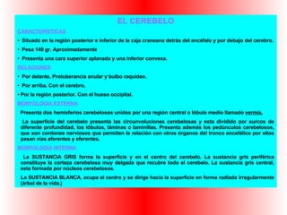 EL CEREBELO CARACTERÍSTICAS Situado en la región posterior e inferior de la caja craneana detrás del encéfalo y por debajo del cerebro. Pesa 140 gr. Aproximadamente Presenta una cara superior aplanada y una inferior convexa. RELACIONES Por delante. Protuberancia anular y bulbo raquídeo. Por arriba. Con el cerebro. Por la región posterior. Con el hueso occipital. MORFOLOGÍA EXTERNA Presenta dos hemisferios cerebelosos unidos por una región central o lóbulo medio llamado  vermis. La superficie del cerebelo presenta las circunvoluciones cerebelosas y esta dividido por surcos de diferente profundidad, los lóbulos, láminas o laminillas. Presenta además los pedúnculos cerebelosos, que son cordones nerviosos que permiten la relación con otros órganos del tronco encefálico por ellos pasan vías aferentes y eferentes. MORFOLOGÍA INTERNA La SUSTANCIA GRIS forma la superficie y en el centro del cerebelo. La sustancia gris periférica constituye la corteza cerebelosa muy delgada que recubre todo el cerebelo. La sustancia gris central, esta formada por núcleos cerebelosos. La SUSTANCIA BLANCA, ocupa el centro y se dirige hacia la superficie en forma radiada irregularmente (árbol de la vida.) 