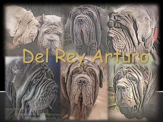 Del Rey Arturo
 