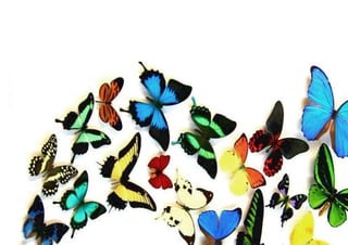 Portada las mariposas